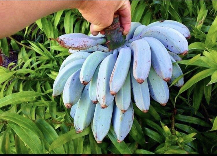 Blue Java Banana, Pisang Biru Cantik Yang Hits